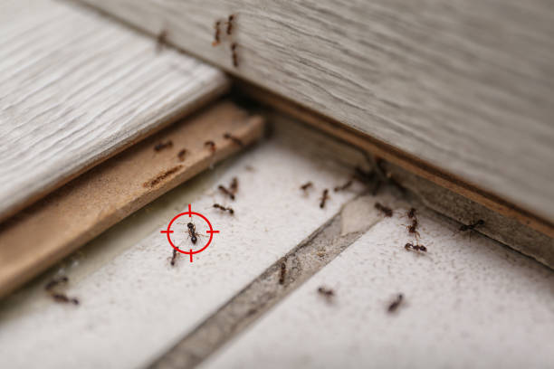 Best Flea Control Services  in San Anselmo, CA