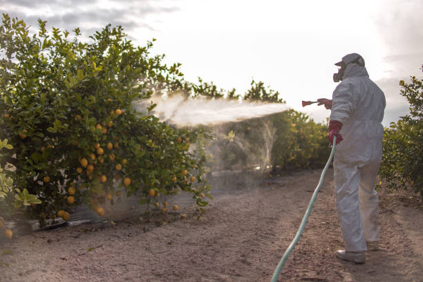 Best Termite Control Services  in San Anselmo, CA