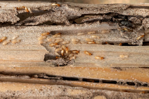 Best Insect Control  in San Anselmo, CA